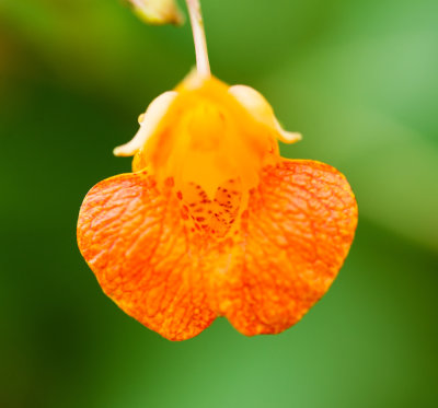 Jewelweed (Impatiens capensis)