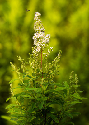 Meadowsweet (Spiraea alba)
