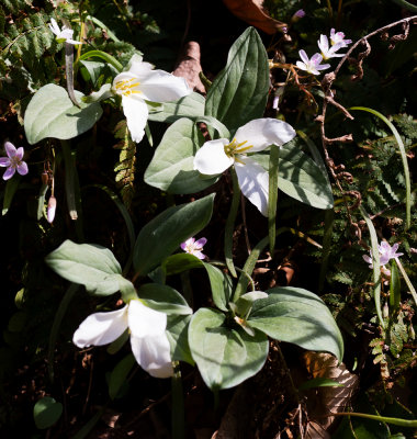 Wildwood Ravine (Allegheny County)