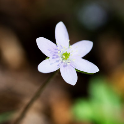 Hepatica (Hepatica nobilis)