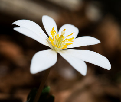 Bloodroot (Sanguinaria canadensis)