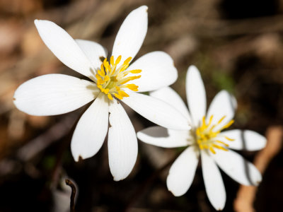 Bloodroot (Sanguinaria canadensis)