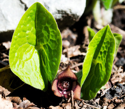 Wild Ginger (Asarum canadense)