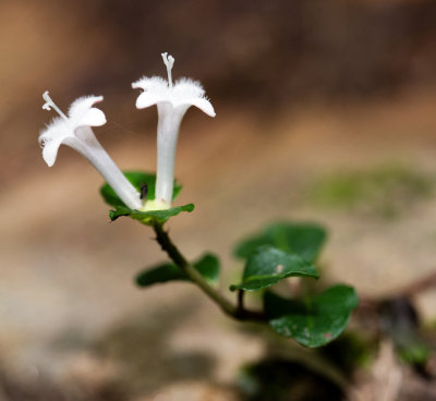 Partridge-Berry (Mitchella repens)