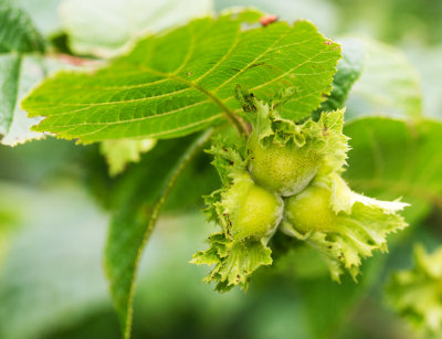 Hazelnut (Corylus sp.)