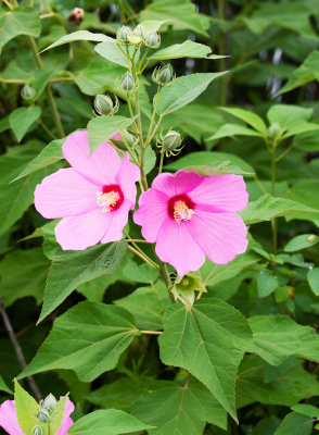 Swamp Rose Mallow (Hibiscus moscheutos)