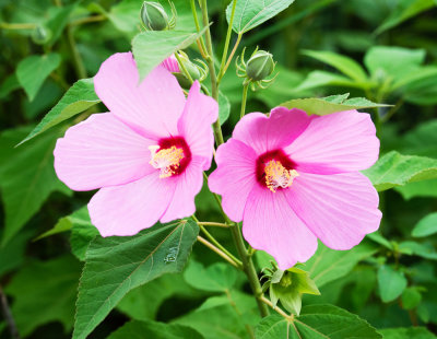 Swamp Rose Mallow (Hibiscus moscheutos)