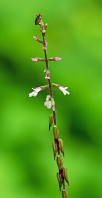 Lopseed (Phryma leptostachya)