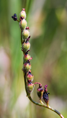 Thread-Leaved Sundew (Drosera filiformis)
