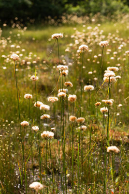 Tawny Cotton Grass (Eriophorum virginicum)