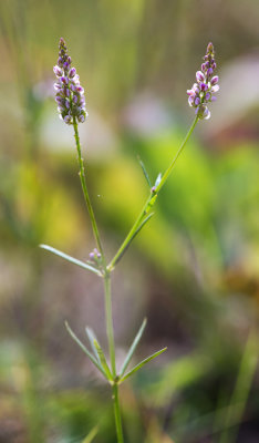 Whorled Milkwort (Polygala verticillata)