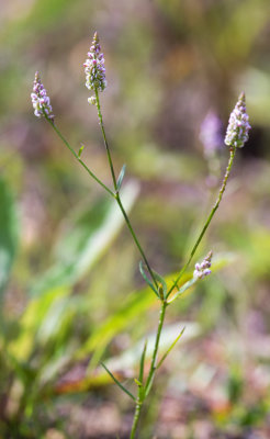 Whorled Milkwort (Polygala verticillata)