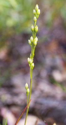 Bartonia virginica 