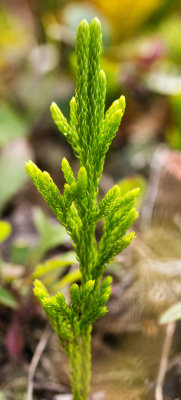 DSC_3662d.jpg