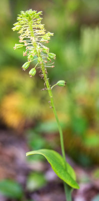 Green Adders Mouth (Malaxis uniflora)