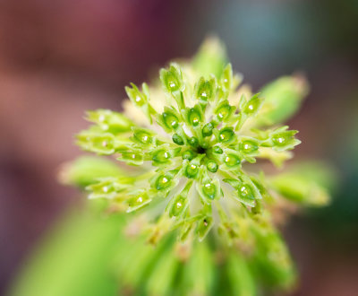 Green Adders Mouth (Malaxis uniflora)
