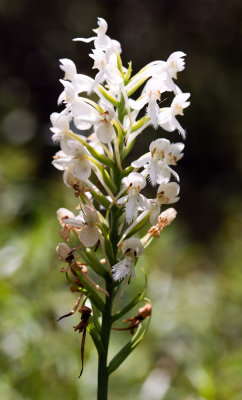 White Fringed Orchid (Platanthera blephariglottis)