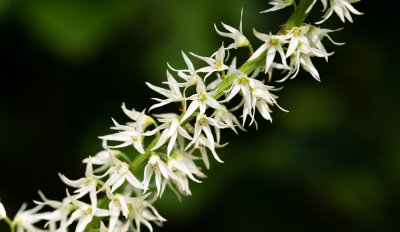 Eastern Featherbells (Stenanthium gramineum)