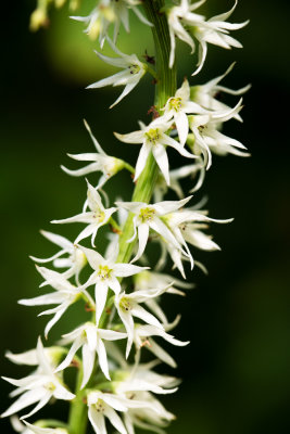 Eastern Featherbells (Stenanthium gramineum)