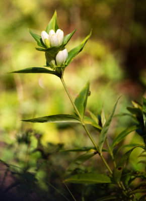 Gentiana clausa