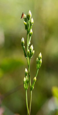 Bartonia paniculata
