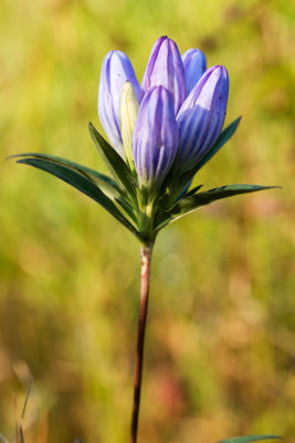 Soapwort Gentian (Gentiana saponaria)
