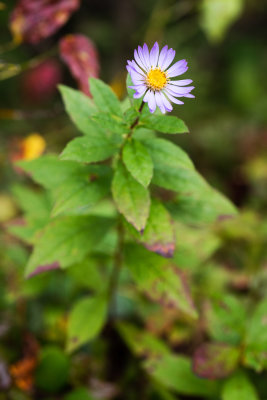 DSC_8386aaa.jpg