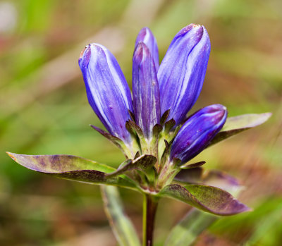 Allegheny Glade Gentian (Gentiana saponaria v. allegheniensis)