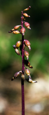 Autumn Coralroot Orchid (Corallorhiza odontorhiza)