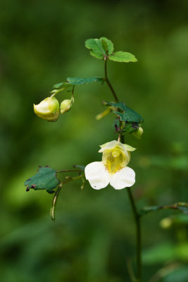 Cream-Colored Pale Jewelweed (Impatiens pallida forma speciosa)