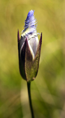 Greater Fringed Gentian (Gentianopsis crinita)