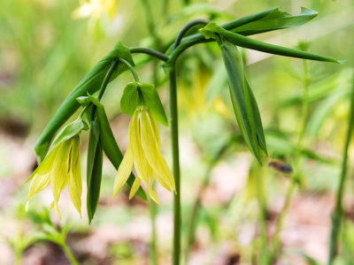 Large-Flowered Bellwort (Uvularia grandiflora)