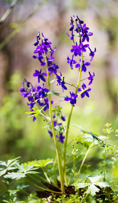 Dwarf Larkspur (Delphinium tricorne) 