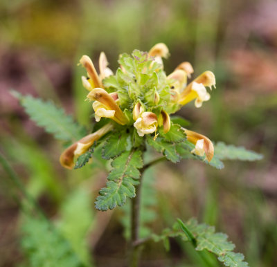 Canadian Lousewort (Pedicularis canadensis)