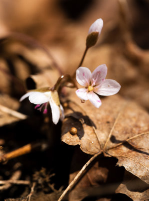 Virginia Spring Beauty (Claytonia virginica)