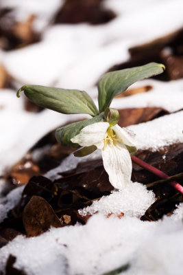 Snow Trillium (Trillium nivale)