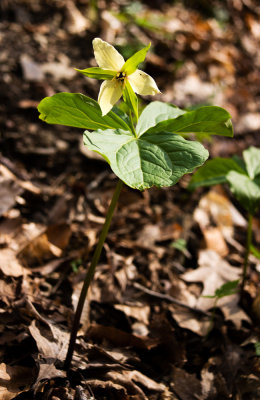 Purple Trillium (Trillium erectum)