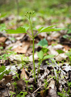 Two Leaved Toothwort (Cardamine diphylla)