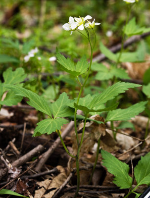 Cardamine
