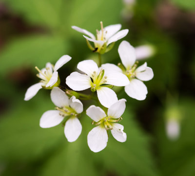 Cardamine