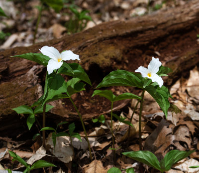 Trillium grandiflorum