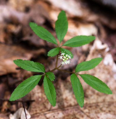 Dwarf Ginseng (Panax tripholius)