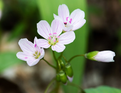 Virginia Spring Beauty (Claytonia virginica)