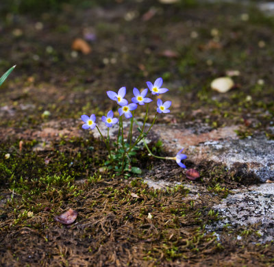 Creeping Bluets (Houstonia serpyllifolia)