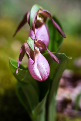Pink Lady's Slipper (Cypripedium acaule)