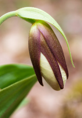 Pink Lady's Slipper (Cypripedium acaule)