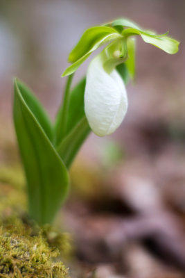Albino Pink Lady Slipper (Cypripedium acaule)