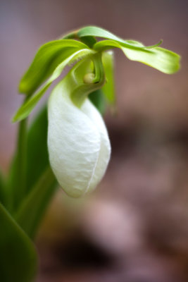 Albino Pink Lady Slipper (Cypripedium acaule)