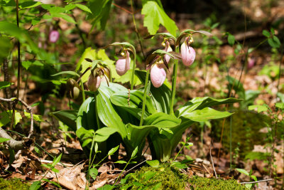 Pink Lady's Slipper (Cypripedium acaule)