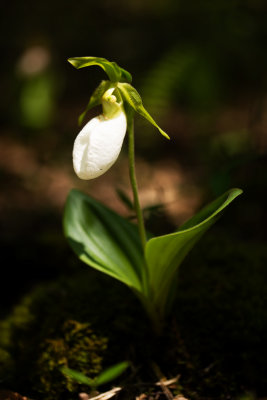 Albino Pink Lady Slipper (Cypripedium acaule)